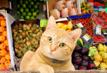 7 verduras que puede comer tu gato