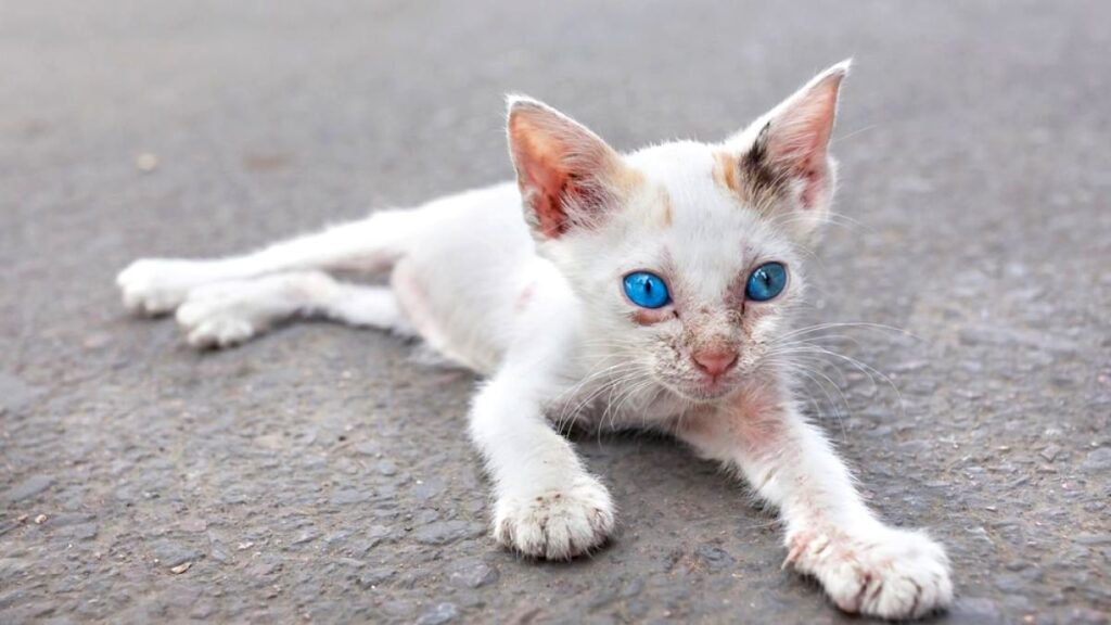 5 síntomas de anemia en los gatos