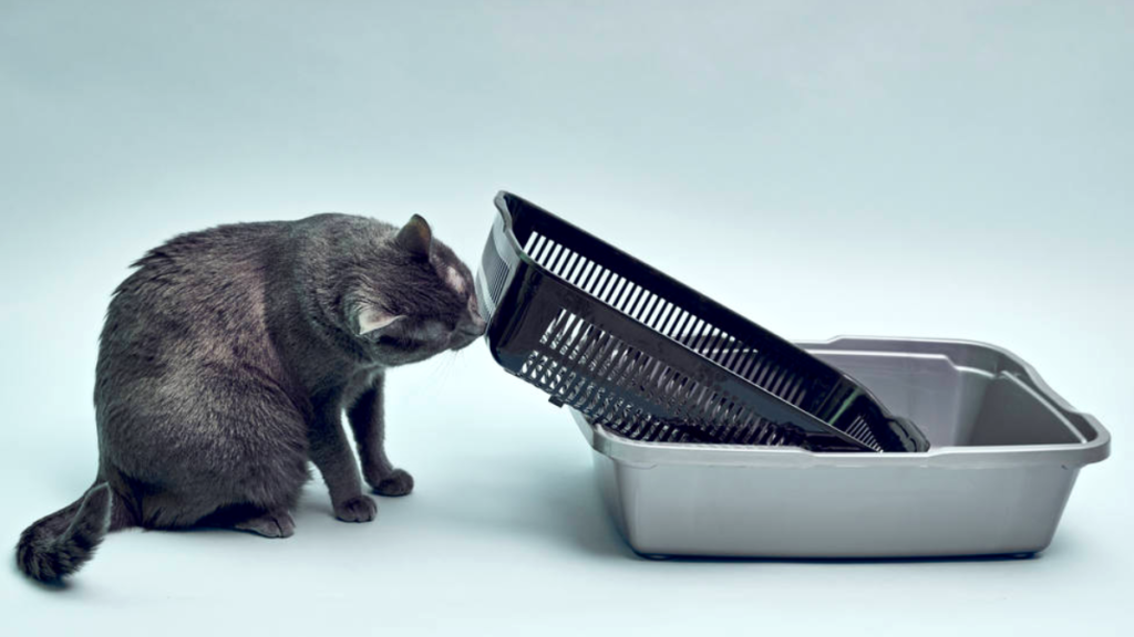 La técnica definitiva para evitar que tu gato use mal el arenero