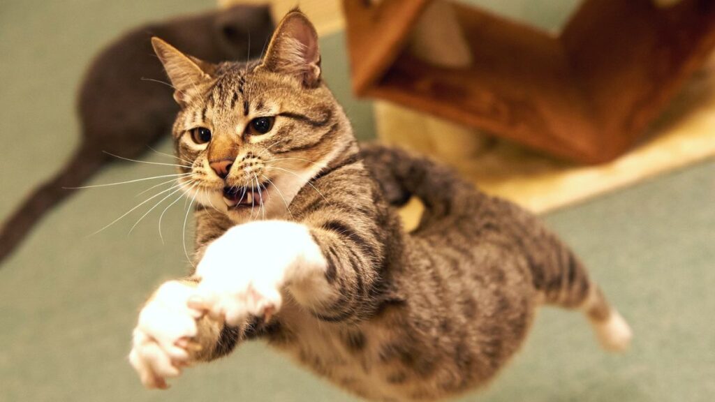 Por esta razón los gatos caen siempre de pie