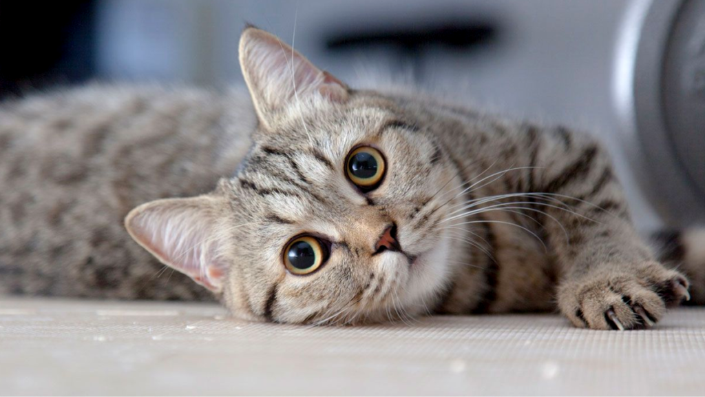 4 cosas que te dice tu gato solo con las orejas